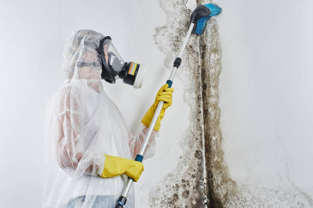 Best Health and Safety Mold Remediation in Bonanza, GA
