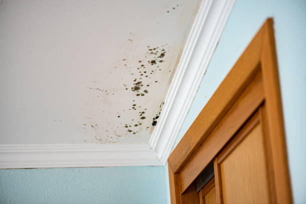 Best Emergency Mold Remediation in Bonanza, GA