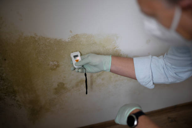 Best Post-Flood Mold Remediation in Bonanza, GA