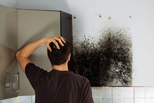Best Black Mold Remediation in Bonanza, GA