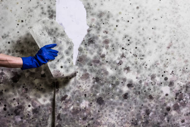Best Localized Mold Remediation (e.g., coastal areas, humid climates) in Bonanza, GA